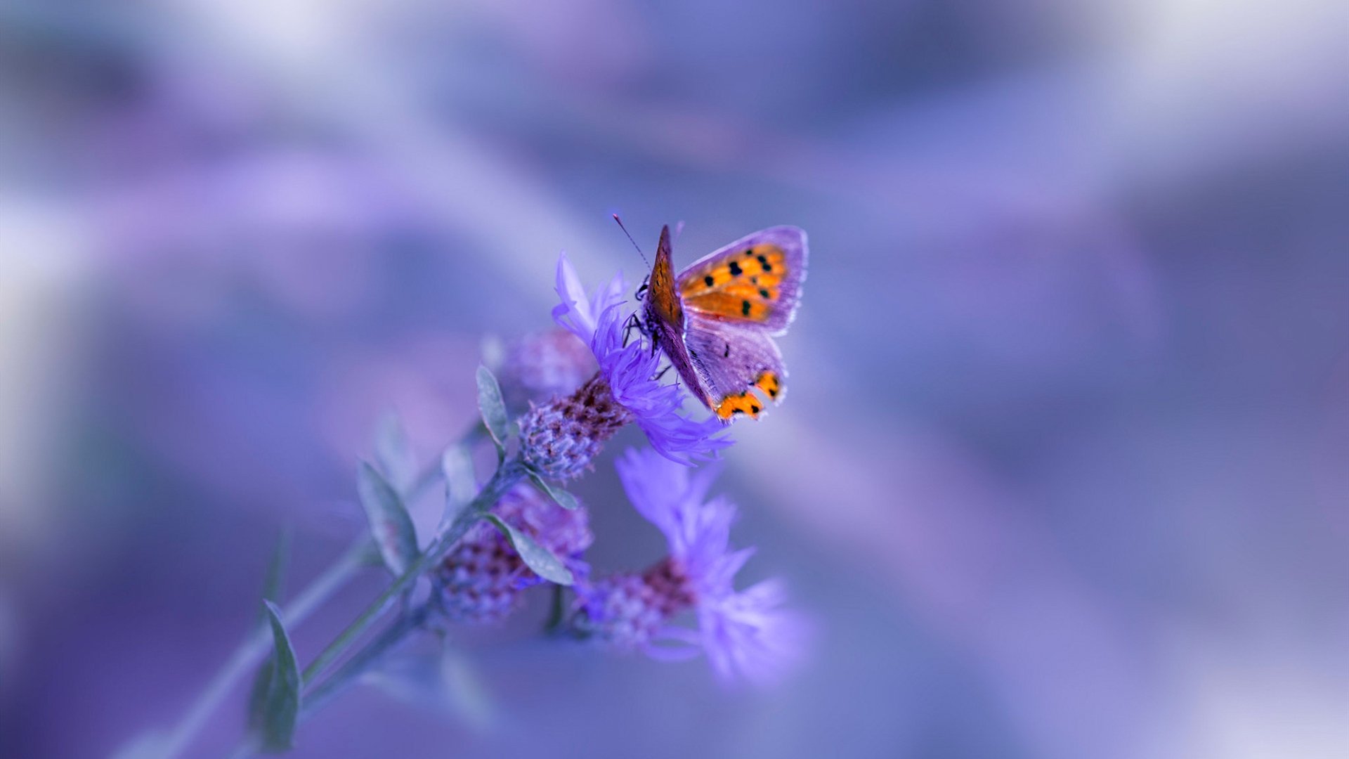 开云体育app-武切维奇的东方魔法，一记中投点燃上海滩，上海队强压尼克斯的背后