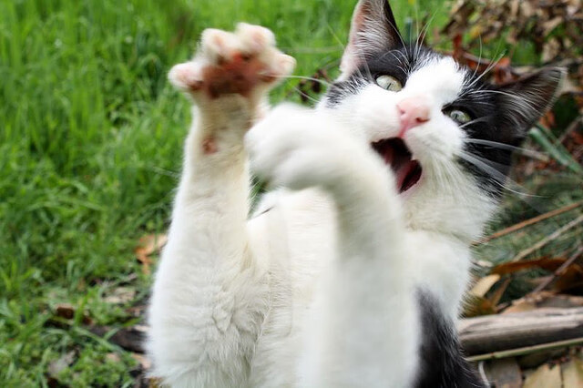 浓眉如剑，活塞碾碎森林狼