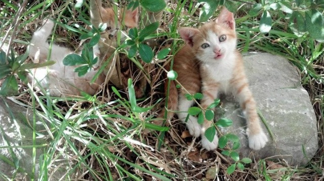 沉默舞台上，唯有断剑封喉，利拉德冠军级表现让喧嚣灰熊沦为陪衬