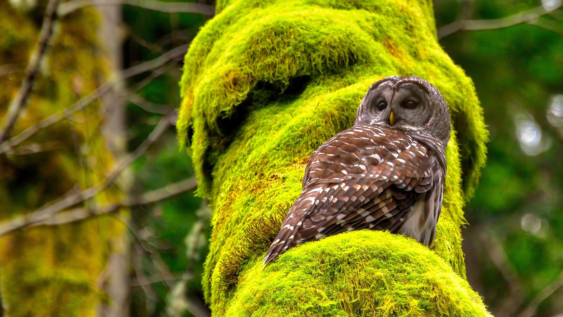 引擎咆哮与球鞋摩擦，莫兰特在F1揭幕战的双线统治
