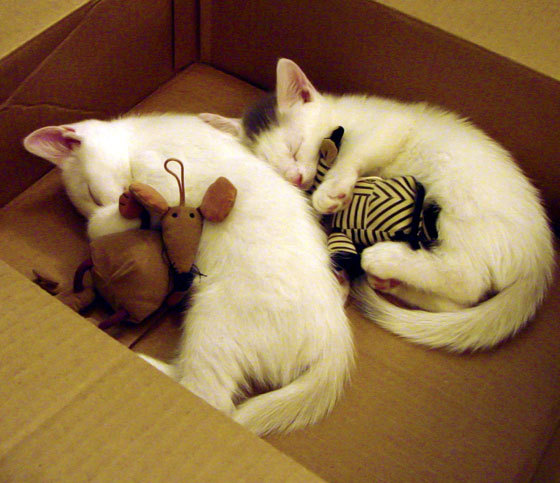 双城记，当伯纳乌的喧嚣遇见篮球场的无声爆炸