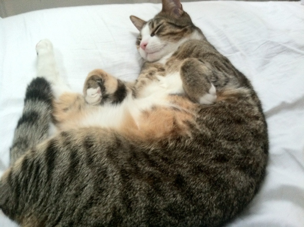 小舞台与大心脏，黄喜灿的跃迁与佛罗伦萨的逆袭密码