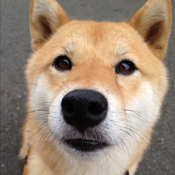 小舞台与大心脏，黄喜灿的跃迁与佛罗伦萨的逆袭密码