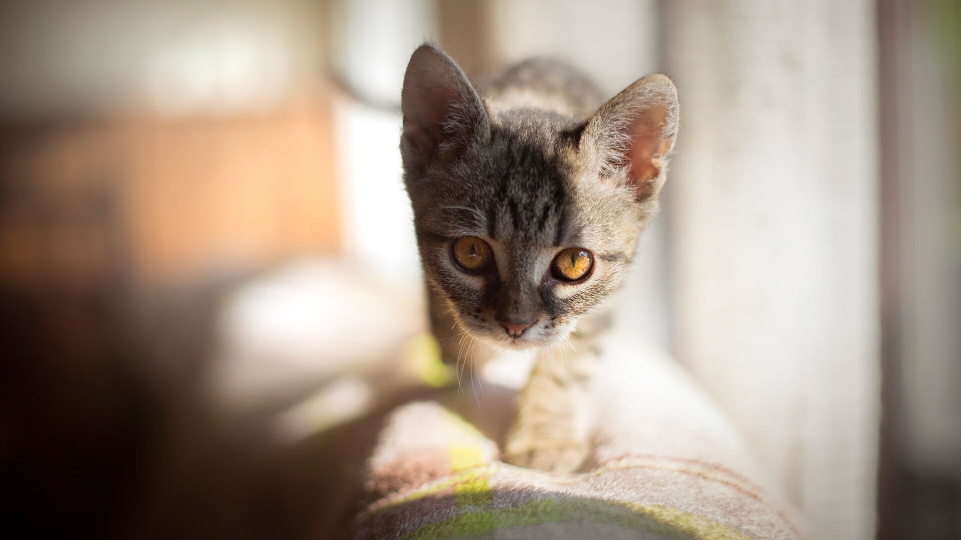 夜色未央，一剑封喉，蒂亚戈的92分钟，与巴黎的奇迹之夜