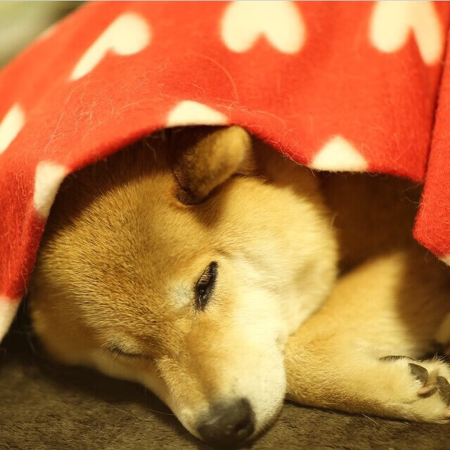 佩德里的魔法与沙漠之狐，当伊朗在平行时空险胜玻利维亚